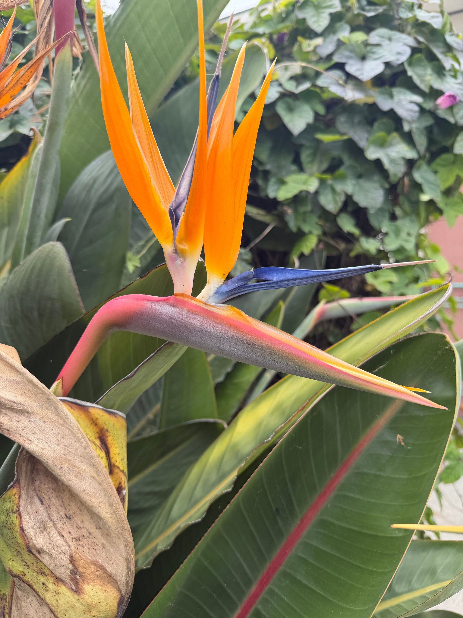Bird of Paradise