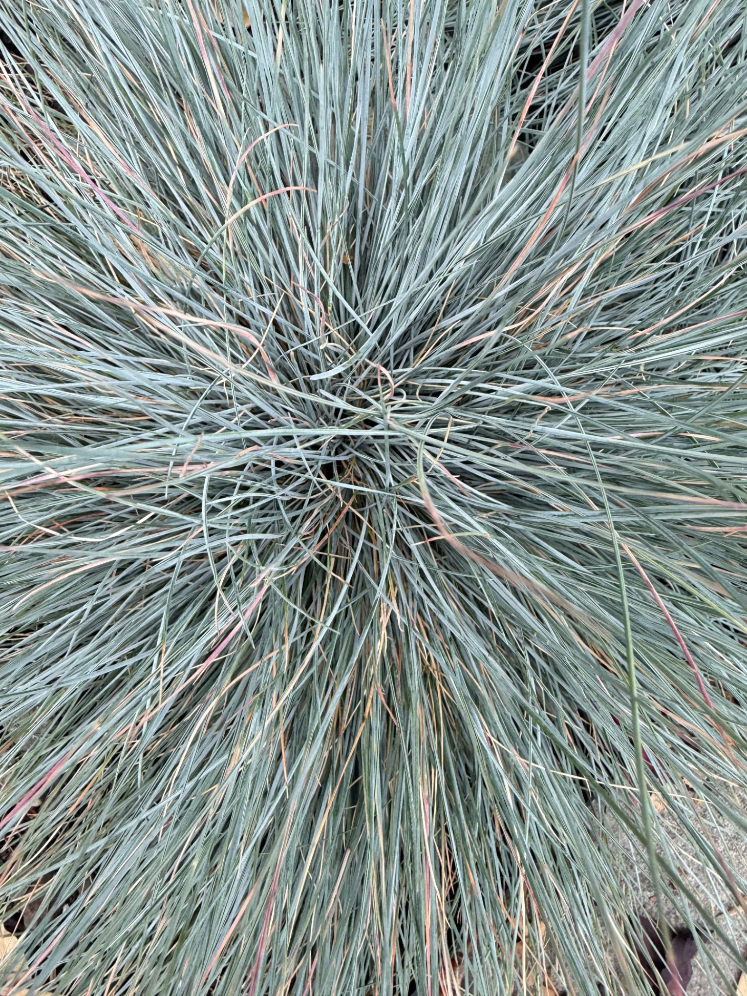 Blue Fescue